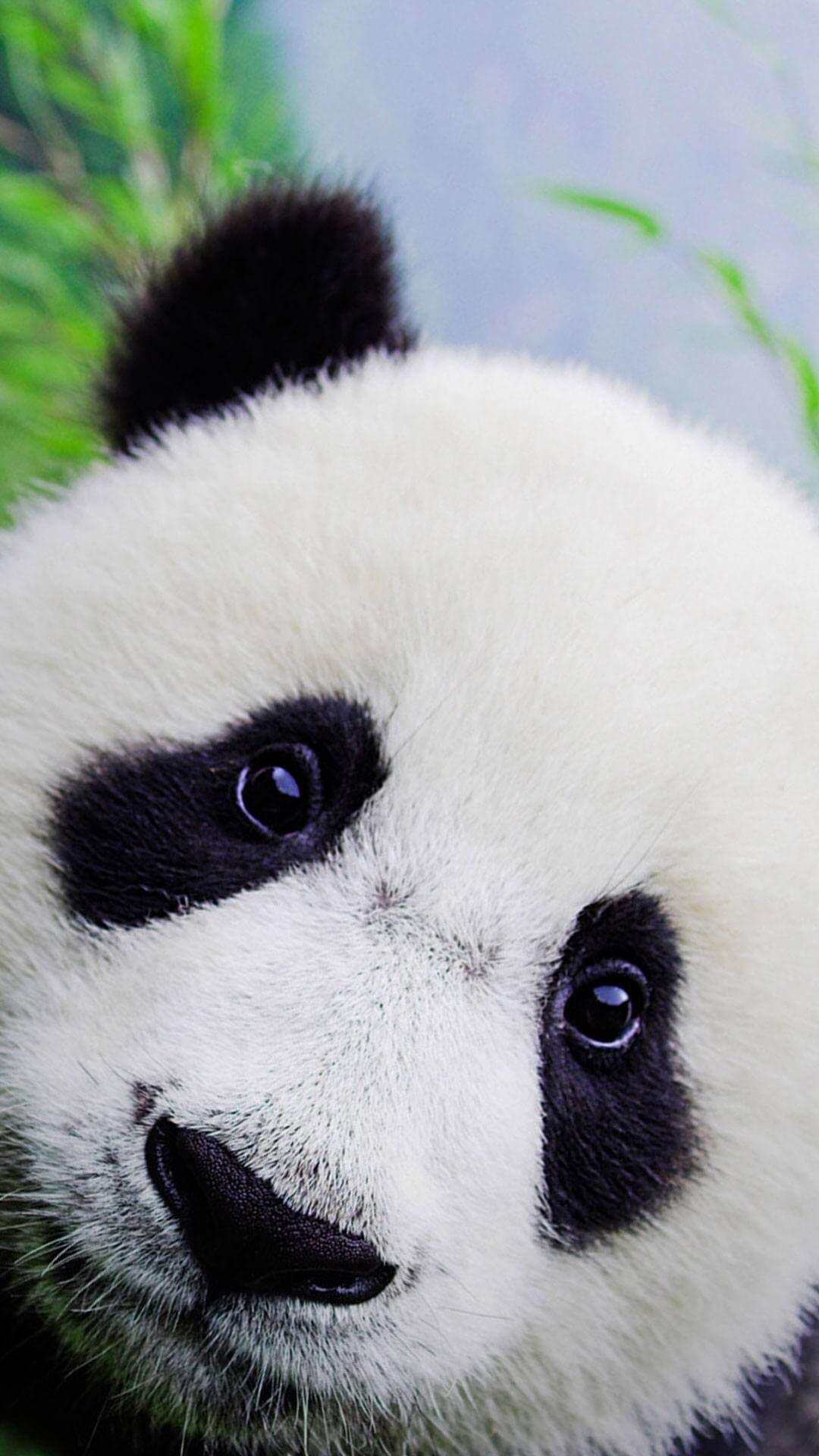 Panda iPhone Wallpaper - Supportive Guru