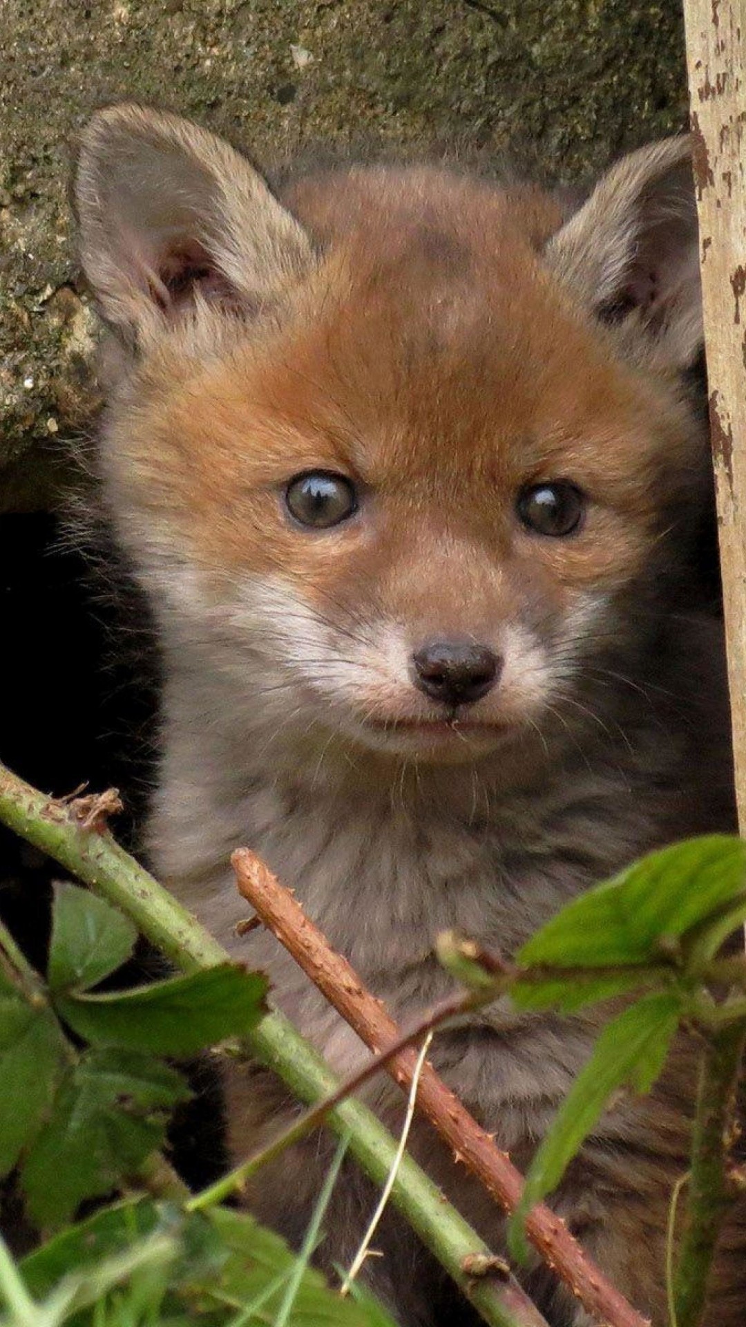 Cute Fox – Telegraph