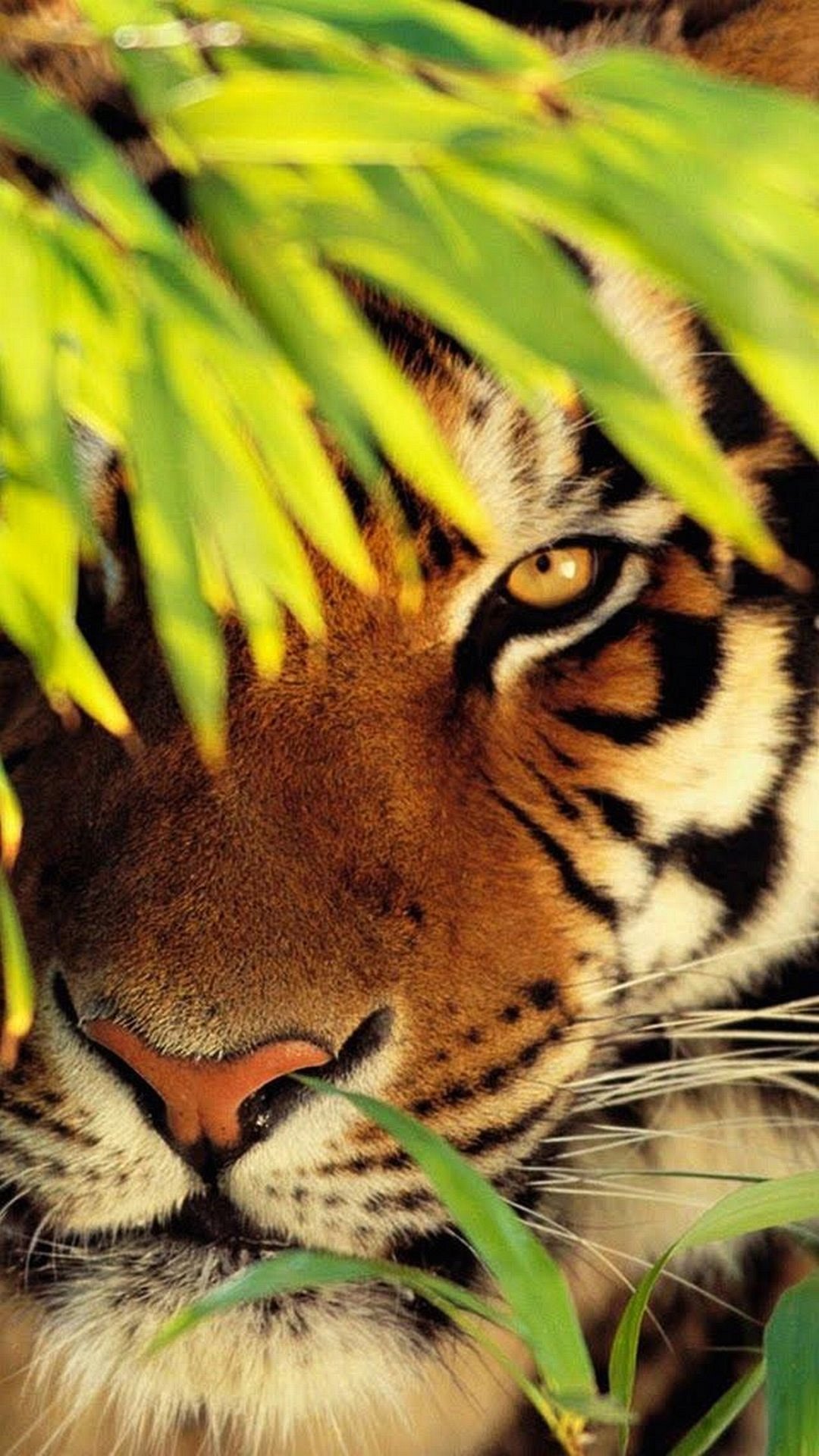 Animals Wallpapers wallpaper iphone 7 1080 1920 full hd 156 ...