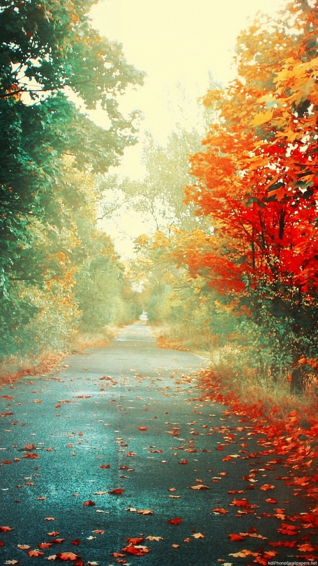 Autumn Fall Road 1080x1920 Wallpaper Supportive Guru