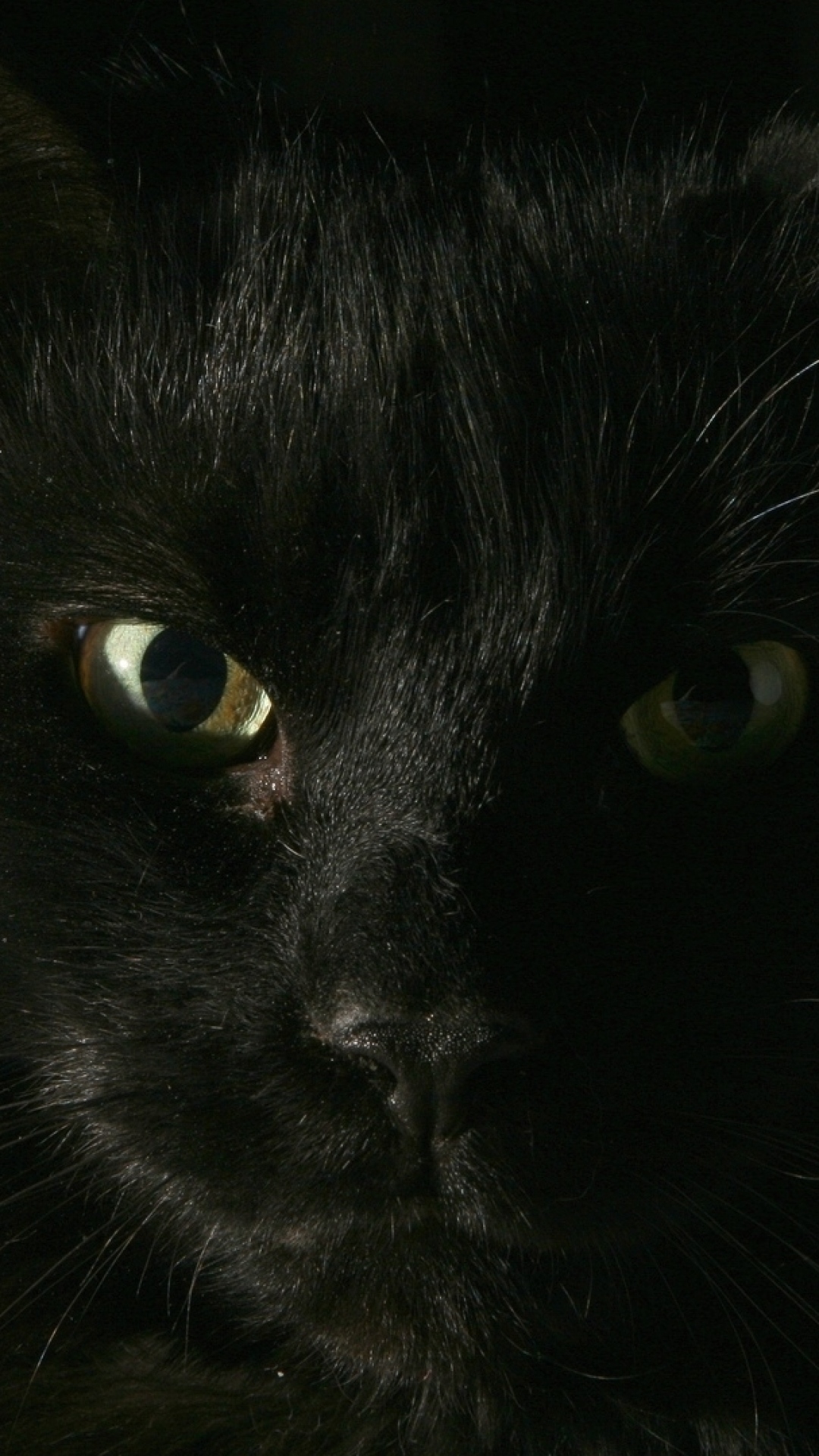 Black Wallpapers black cat  face fat  look 64745 1080x1920 