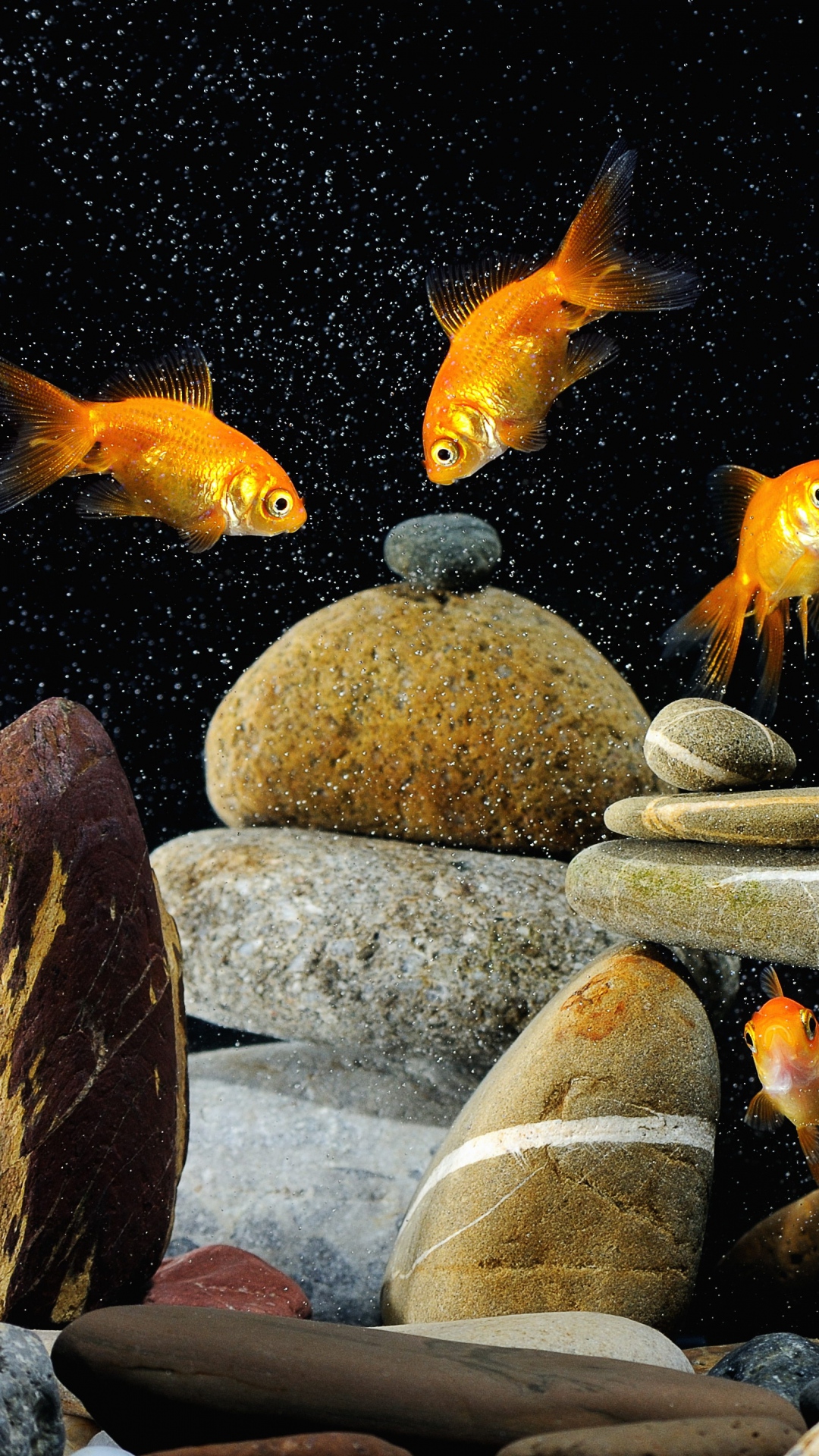 Fish Wallpaper fish aquarium rocks black background 78667 1080x1920