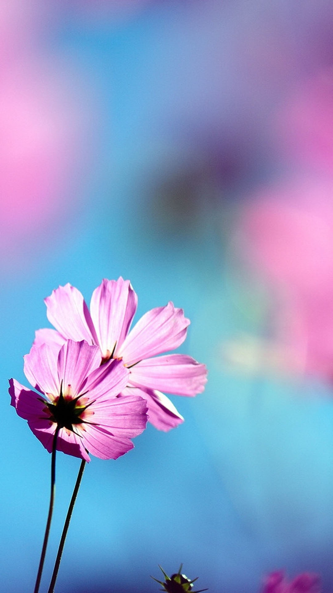 Flowers Wallpaper Phone