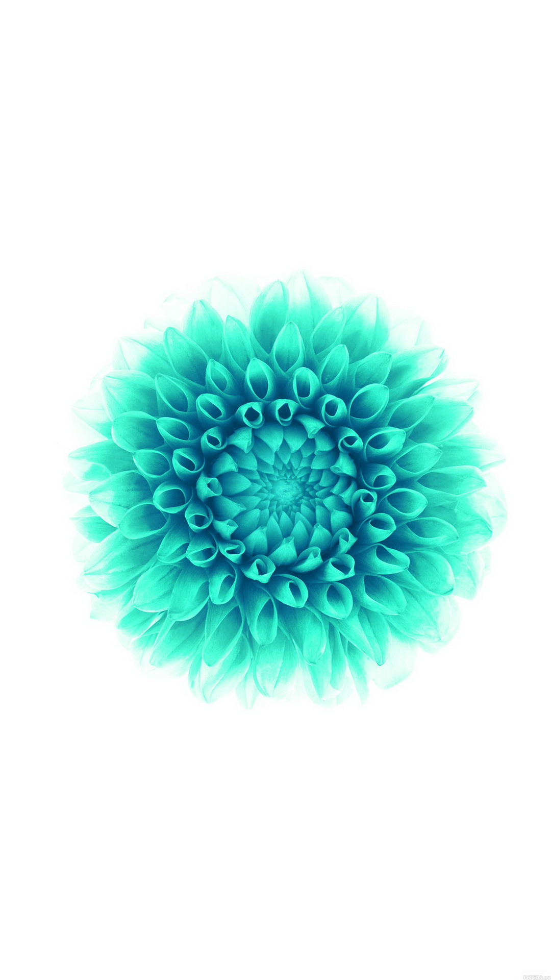 Flowers Wallpaper iOS8 green flower Supportive Guru