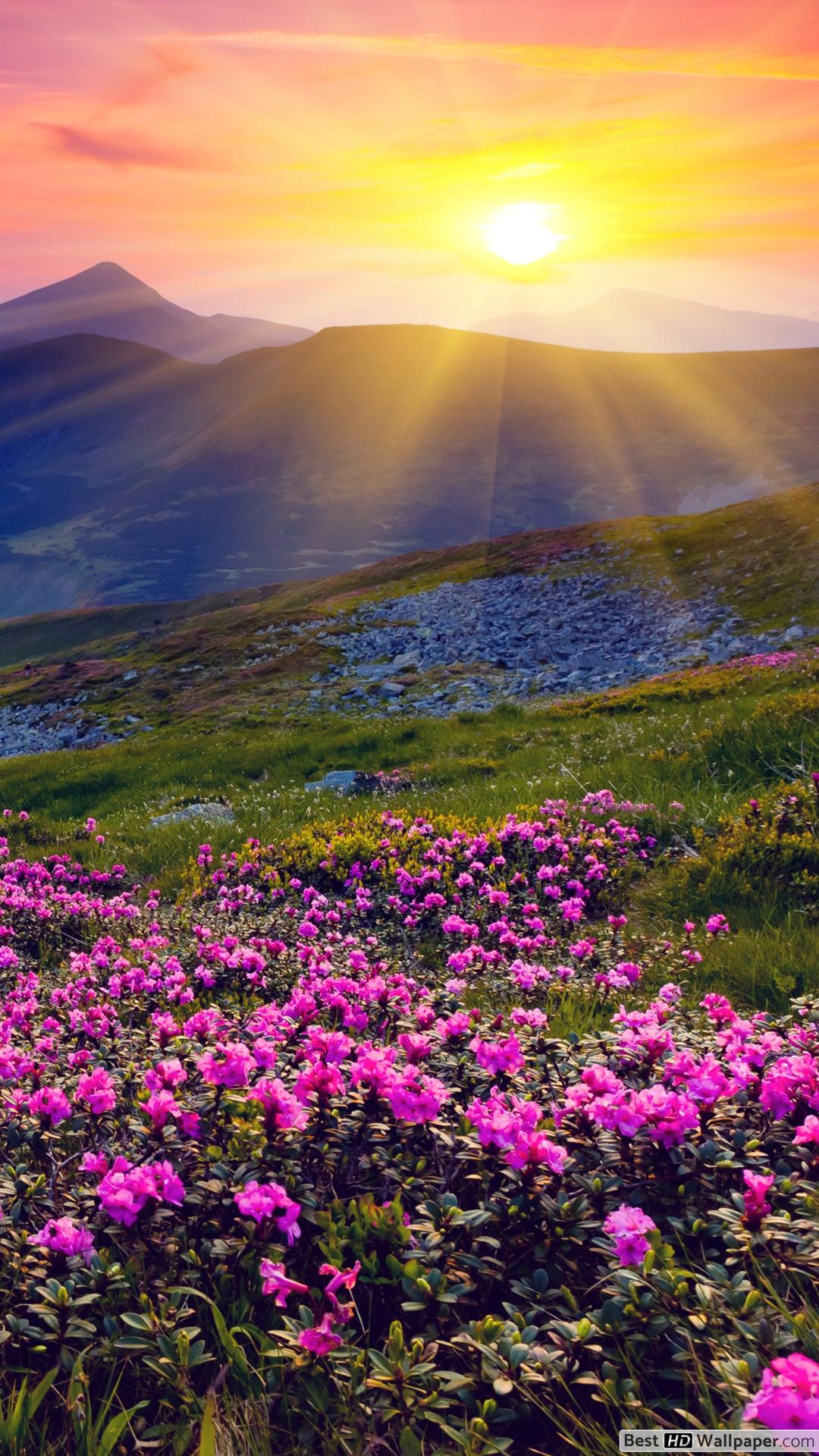 Flowers Wallpaper sunrise and spring flowers wallpaper 1080x1920 119