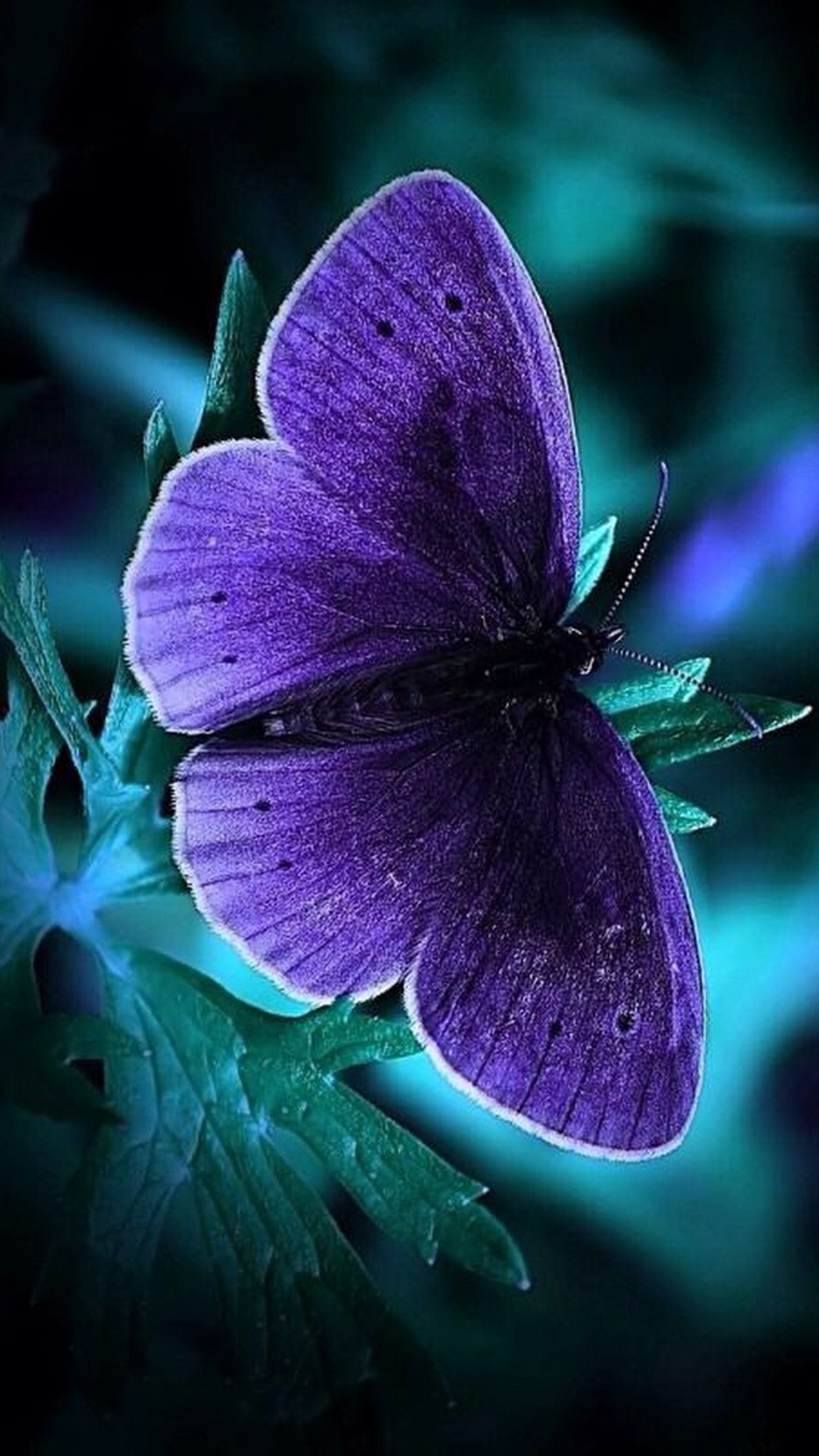 Latest Phone Wallpaper Cool Phone Wallpapers with Blue Butterfly in  