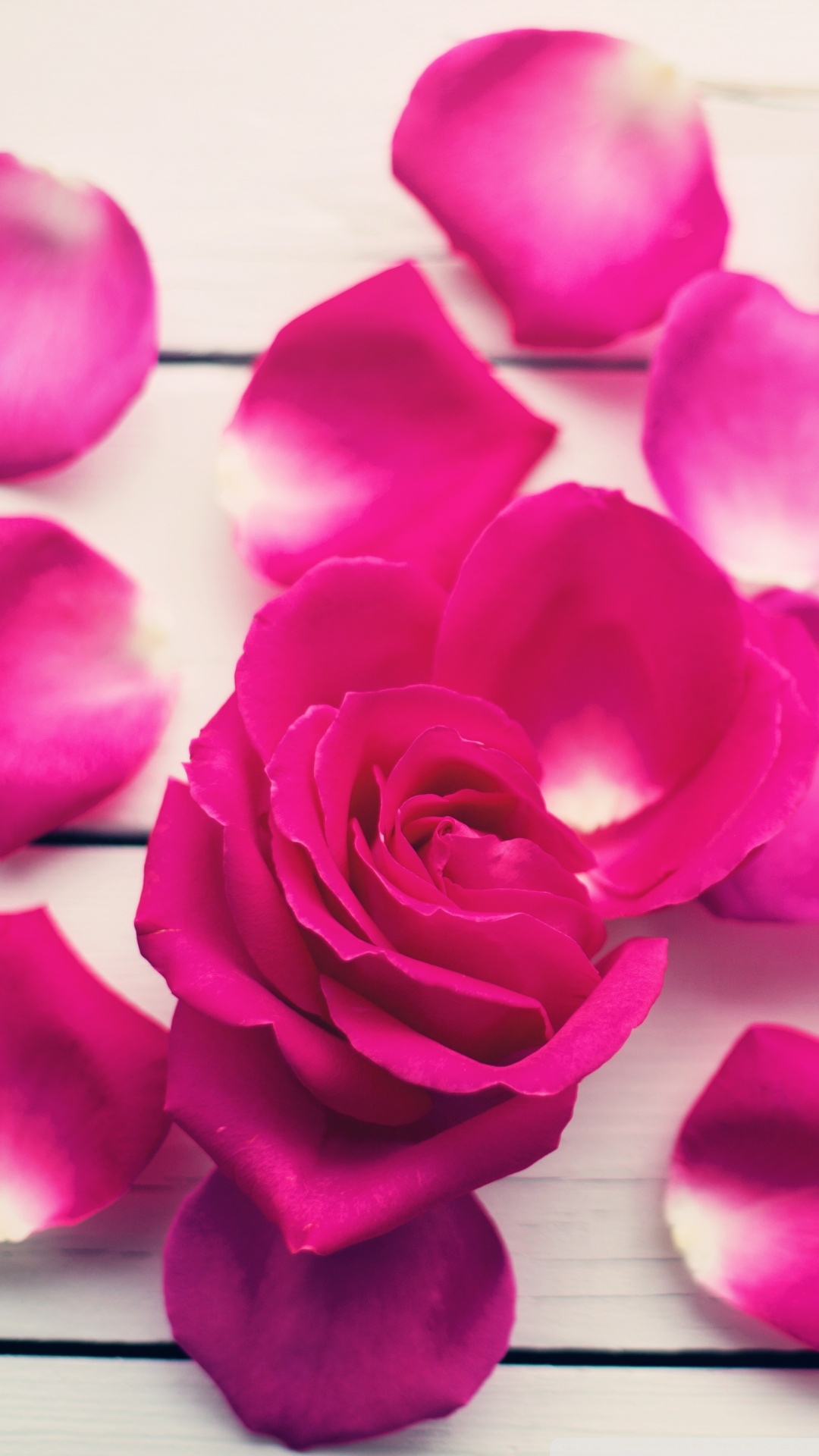 Rose Wallpaper pink rose petals wallpaper 1080x1920 - Supportive Guru