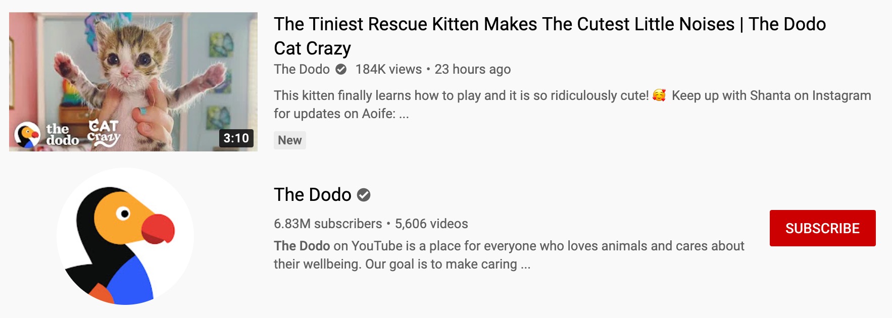 Best Animal YouTube Channels to Melt your Heart