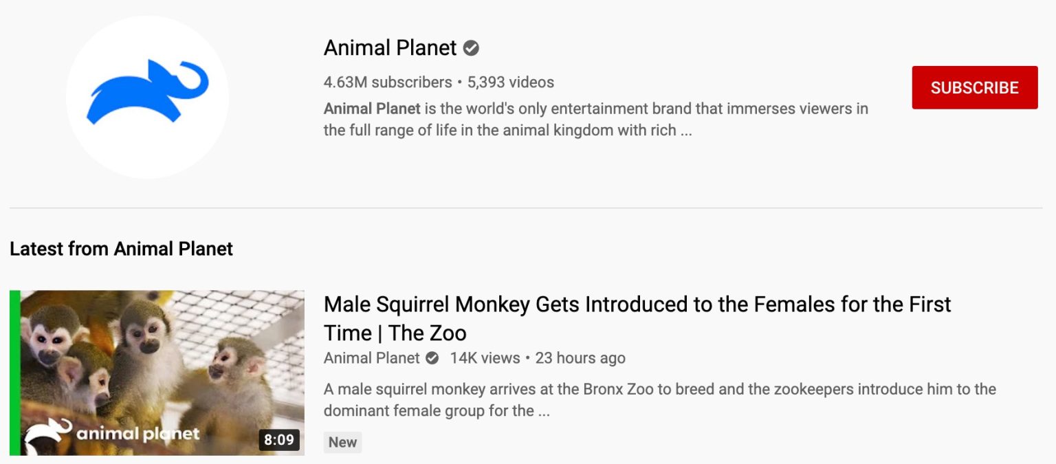 Best Animal YouTube Channels to Melt your Heart