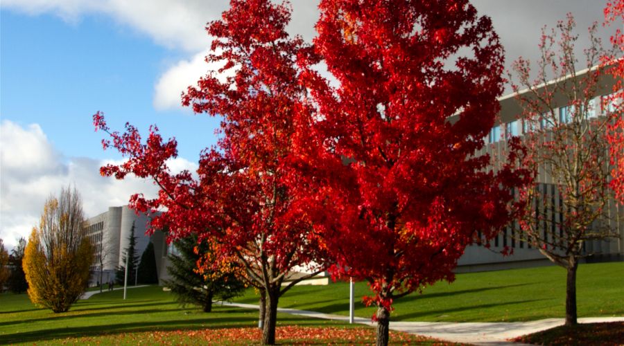 Sweetgum Tree